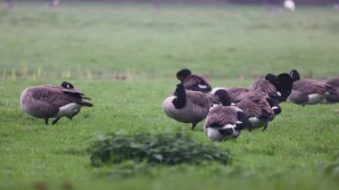 Bir grup Kanada kazları yemyeşil bir alanda dinlenip otluyor. Bazıları tetikte beklerken, bazıları da sisli kırlarda huzurlu bir yaban hayatı manzarası yaratıyor..