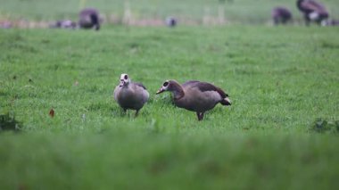 Video, yeşil bir alanda otlayan iki Mısır kazının çimenleri gagaladığını gösteriyor. Bulanık arka planda daha fazla kuş görülebilir, açık bir arazide barışçıl, doğal bir atmosfer yaratır..