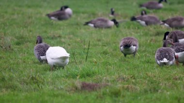 Beyaz bir kaz, yeşil bir tarlada bir grup grilag kazının arasında göze çarpıyor. Arka planda, daha fazla kaz otlayıp dinlenerek, açık kırlarda huzurlu ve doğal bir manzara yaratıyor..