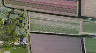 Hava görüntülerinde düz Hollanda manzarası boyunca uzanan renkli lale tarlaları, seralar ve kanallar ve mavi gökyüzünün altında görünen uzak kasabalar görülüyor..