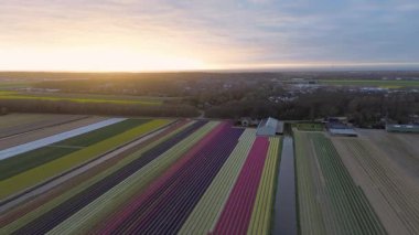 Canlı lale tarlalarının gün batımında tam çiçeklenme görüntüsü. Çizgili renkli çiçek sıraları manzara boyunca uzanır, içinden bir kanal geçer ve arka planda bir köy görünür..
