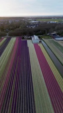 Canlı lale tarlalarının gün batımında tam çiçeklenme görüntüsü. Çizgili renkli çiçek sıraları manzara boyunca uzanır, içinden bir kanal geçer ve arka planda bir köy görünür..