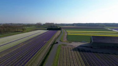 Canlı lale tarlalarının hava manzarası, açık mavi bir gökyüzü altında, yakındaki yollar, çiftlikler ve uzak bir kasaba ile kırsal bir alanda renkli çiçek sıraları sergiliyor..