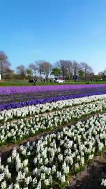 Rengarenk bir çiçek tarlasının yukarıdan aşağı manzarası düzgün sıralanmış sıralar, kıvrımlı bir kırsal yol, bir kanal ve uzun sabah gölgeleri olan hareket eden arabaların olduğu bir otoyol. Huzurlu bahar sahnesi.
