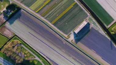 Açık mavi gökyüzünün altında seralar ve tarım ekipmanlarıyla dolu renkli lale tarlalarının gökyüzü manzarası.