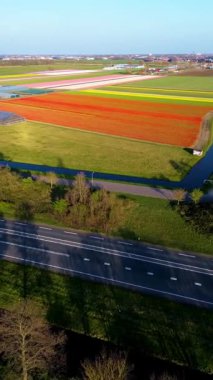 Canlı lale tarlalarının hava manzarası, açık mavi bir gökyüzü altında, yakındaki yollar, çiftlikler ve uzak bir kasaba ile kırsal bir alanda renkli çiçek sıraları sergiliyor..
