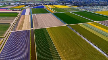 Canlı çiçek tarlalarının hava görüntüleri, açık gökyüzü ve manzaralı tarım arazisi olan bir kasabanın yakınındaki renkli laleler ve ekinlerden oluşan bir yama sergiliyor..