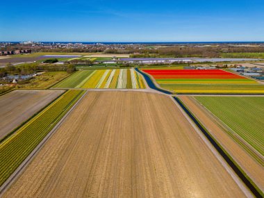 Parlak bir bahar gökyüzü altında kırmızı, sarı ve mavi sıralı yeşil alanlar ve uzak binalar içeren canlı lale tarlalarının göz kamaştırıcı bir görüntüsü..