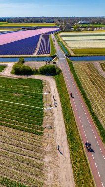 Kanallar ve yollarla kesişen, çiçeklenmiş renkli lale tarlaları. Bisikletçiler ve açık mavi gökyüzünün altında görünen bir köy..