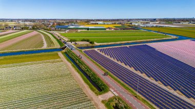Kanallar ve yollarla kesişen, çiçeklenmiş renkli lale tarlaları. Bisikletçiler ve açık mavi gökyüzünün altında görünen bir köy..