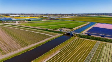 Kanallar ve yollarla kesişen, çiçeklenmiş renkli lale tarlaları. Bisikletçiler ve açık mavi gökyüzünün altında görünen bir köy..