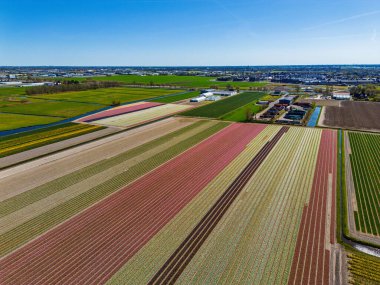 Parlak bir bahar gökyüzü altında kırmızı, sarı ve mavi sıralı yeşil alanlar ve uzak binalar içeren canlı lale tarlalarının göz kamaştırıcı bir görüntüsü..