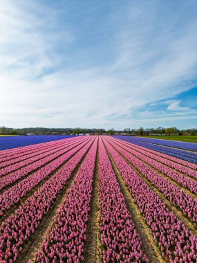 Pembe ve mor düzenli sıralarda sersemletici bir hava manzarası, yeşil çimenler, ağaçlar ve ince bulutlu canlı mavi bir gökyüzü üzerine kurulmuş.