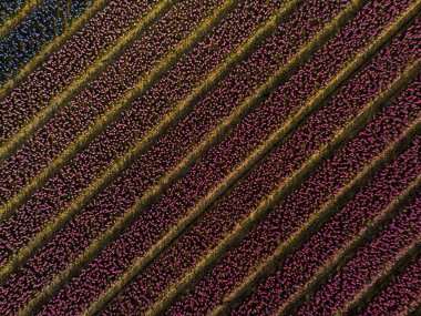 Mükemmel hizalanmış bir çiçek tarlasının havadan görünüşü. Çapraz olarak açan mor ve pembe çiçek sıraları. Manzara boyunca büyüleyici çizgili bir desen oluşturuyor..