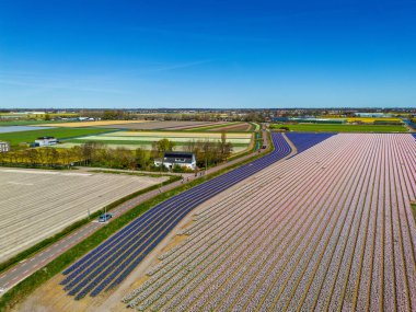 Kanallar ve yollarla kesişen, çiçeklenmiş renkli lale tarlaları. Bisikletçiler ve açık mavi gökyüzünün altında görünen bir köy..