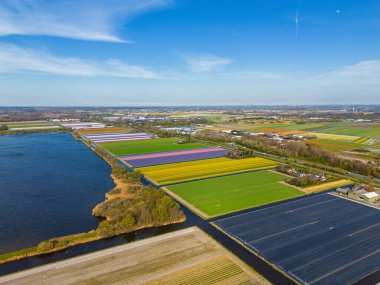Hollanda kırsalında açık mavi bir gökyüzü altında sarı, yeşil ve mor sıralı düzenli çiçek sıraları ile bir göl boyunca uzanan renkli lale tarlalarının havadan görüntüsü.