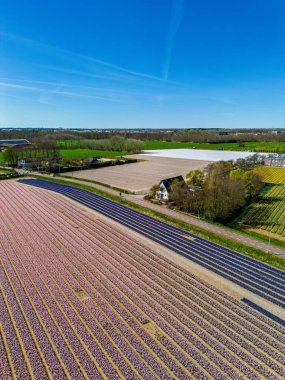 Parlak mavi gökyüzü altında, ağaçlar ve tarım arazileriyle çevrili, mor ve mavi renkli düzenli sıra çiçeklerle dolu canlı çiçek tarlalarının hava görüntüleri..
