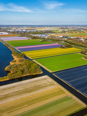 Hollanda kırsalında açık mavi bir gökyüzü altında sarı, yeşil ve mor sıralı düzenli çiçek sıraları ile bir göl boyunca uzanan renkli lale tarlalarının havadan görüntüsü.