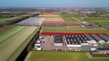 Canlı lale tarlalarının hava manzarası tam çiçeklenme, kırsal alandaki endüstriyel binaları çevreleme. Renkli çiçek sıraları ufka doğru uzanıyor, doğayı tarımla harmanlıyor..