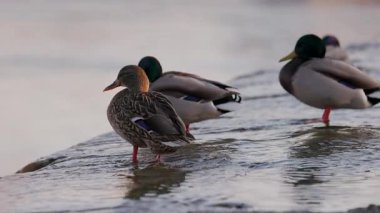 Güneş ışığı, sakin bir gölün kenarında hafifçe sallanıyor, altın renkleri, etraflarındaki yeşillikle çelişiyor, yumuşak, sıcak bir ışığın altında sakin ve huzurlu bir doğal manzara yaratıyor..