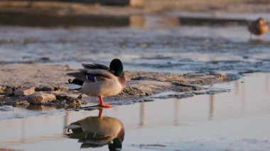 Güneş ışığı, sakin bir gölün kenarında hafifçe sallanıyor, altın renkleri, etraflarındaki yeşillikle çelişiyor, yumuşak, sıcak bir ışığın altında sakin ve huzurlu bir doğal manzara yaratıyor..