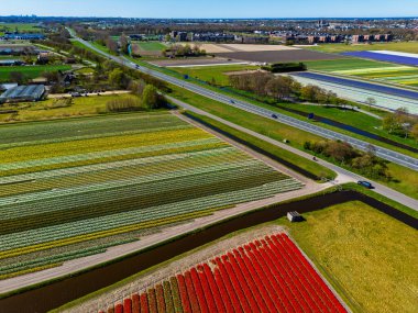 Canlı lale tarlalarının hava manzarası, açık mavi bir gökyüzü altında, yakındaki yollar, çiftlikler ve uzak bir kasaba ile kırsal bir alanda renkli çiçek sıraları sergiliyor..