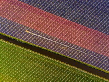 Çapraz sıralara ekilmiş çarpıcı renkli çiçek tarlaları, kırmızı, yeşil, sarı ve mor renkli canlı çizgiler, dar sulama kanallarıyla ayrılmış..