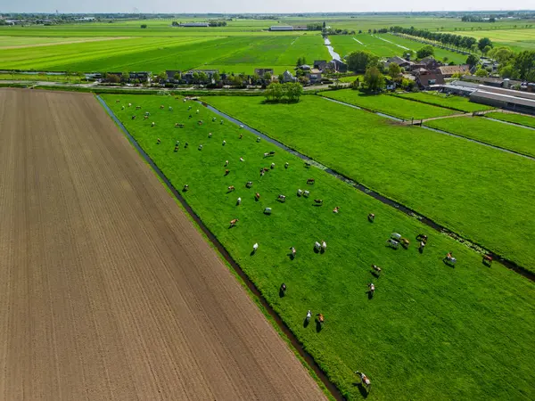Yeşil tarım arazileri, otlayan inekler, yeni sürülmüş tarlalar ve Hollanda kırsalındaki açık mavi gökyüzünün altında uzak rüzgar türbinleri..