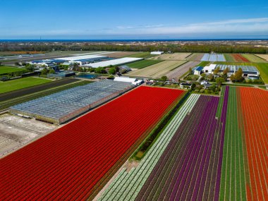 Canlı lale tarlalarının hava manzarası tam çiçeklenme, kırsal alandaki endüstriyel binaları çevreleme. Renkli çiçek sıraları ufka doğru uzanıyor, doğayı tarımla harmanlıyor..