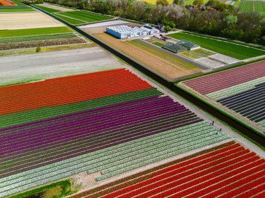 Canlı lale tarlalarının hava manzarası tam çiçeklenme, kırsal alandaki endüstriyel binaları çevreleme. Renkli çiçek sıraları ufka doğru uzanıyor, doğayı tarımla harmanlıyor..