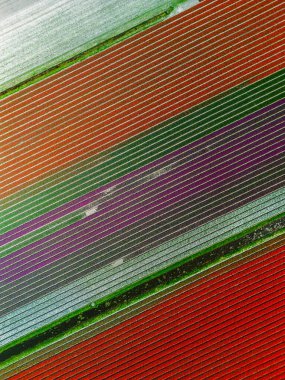 Mükemmel hizalanmış sıraları olan renkli tarımsal alanların havadan görünüşü, yeşil, turuncu, mor ve kahverengi ekinlerden oluşan çarpıcı bir geometrik desen yaratıyor..