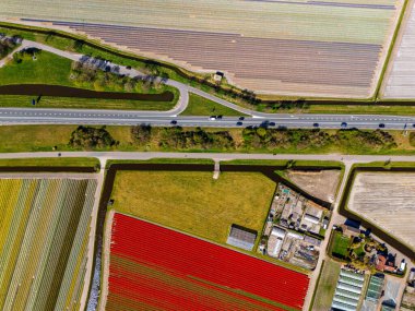 Canlı lale tarlalarının hava manzarası, açık mavi bir gökyüzü altında, yakındaki yollar, çiftlikler ve uzak bir kasaba ile kırsal bir alanda renkli çiçek sıraları sergiliyor..