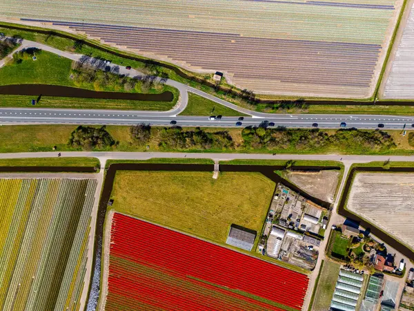 Canlı lale tarlalarının hava manzarası, açık mavi bir gökyüzü altında, yakındaki yollar, çiftlikler ve uzak bir kasaba ile kırsal bir alanda renkli çiçek sıraları sergiliyor..