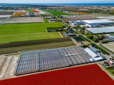 Canlı lale tarlalarının hava manzarası tam çiçeklenme, kırsal alandaki endüstriyel binaları çevreleme. Renkli çiçek sıraları ufka doğru uzanıyor, doğayı tarımla harmanlıyor..