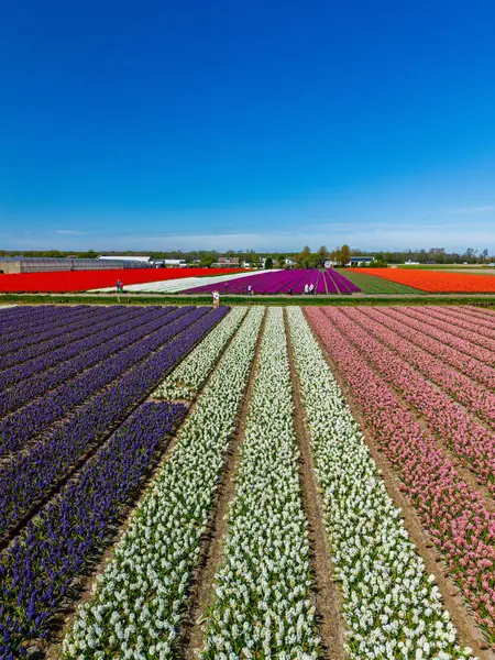 Pembe ve mor düzenli sıralarda sersemletici bir hava manzarası, yeşil çimenler, ağaçlar ve ince bulutlu canlı mavi bir gökyüzü üzerine kurulmuş.