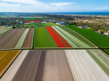 Canlı lale tarlalarının hava manzarası tam çiçeklenme, kırsal alandaki endüstriyel binaları çevreleme. Renkli çiçek sıraları ufka doğru uzanıyor, doğayı tarımla harmanlıyor..