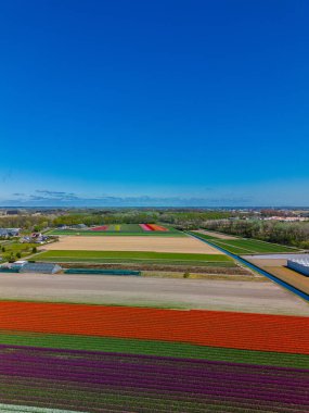Canlı lale tarlalarının hava manzarası tam çiçeklenme, kırsal alandaki endüstriyel binaları çevreleme. Renkli çiçek sıraları ufka doğru uzanıyor, doğayı tarımla harmanlıyor..
