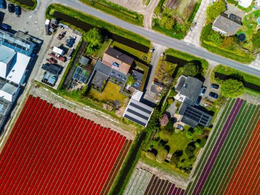 Canlı lale tarlalarının hava manzarası tam çiçeklenme, kırsal alandaki endüstriyel binaları çevreleme. Renkli çiçek sıraları ufka doğru uzanıyor, doğayı tarımla harmanlıyor..