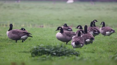 Bir grup Kanada kazları yemyeşil bir alanda dinlenip otluyor. Bazıları tetikte beklerken, bazıları da sisli kırlarda huzurlu bir yaban hayatı manzarası yaratıyor..