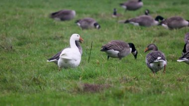 Beyaz bir kaz, yeşil bir tarlada bir grup grilag kazının arasında göze çarpıyor. Arka planda, daha fazla kaz otlayıp dinlenerek, açık kırlarda huzurlu ve doğal bir manzara yaratıyor..