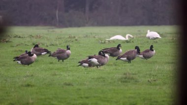 Bir grup Kanada kazları yemyeşil bir alanda dinlenip otluyor. Bazıları tetikte beklerken, bazıları da sisli kırlarda huzurlu bir yaban hayatı manzarası yaratıyor..