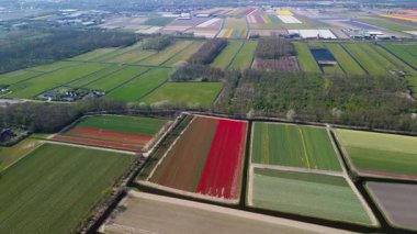 Renkli lale tarlaları, seralar ve açık mavi gökyüzünün altında görülebilen uzak bir kasabayla birlikte Hollanda 'nın bu çarpıcı tarım arazisi görüntülerinde muhteşem bir sıra halinde araziye yayılıyor..
