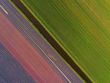 Mükemmel hizalanmış sıraları olan renkli tarımsal alanların havadan görünüşü, yeşil, mor ve kahverengi ekinlerden oluşan çarpıcı bir geometrik desen yaratıyor..