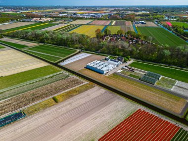 Canlı lale tarlalarının hava manzarası tam çiçeklenme, kırsal alandaki endüstriyel binaları çevreleme. Renkli çiçek sıraları ufka doğru uzanıyor, doğayı tarımla harmanlıyor..