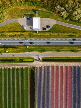 Canlı lale tarlalarının hava manzarası, açık mavi bir gökyüzü altında, yakındaki yollar, çiftlikler ve uzak bir kasaba ile kırsal bir alanda renkli çiçek sıraları sergiliyor..