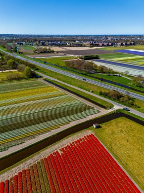 Canlı lale tarlalarının hava manzarası tam çiçeklenme, kırsal alandaki endüstriyel binaları çevreleme. Renkli çiçek sıraları ufka doğru uzanıyor, doğayı tarımla harmanlıyor..