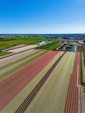 Canlı çiçek tarlalarının hava görüntüleri, açık gökyüzü ve manzaralı tarım arazisi olan bir kasabanın yakınındaki renkli laleler ve ekinlerden oluşan bir yama sergiliyor..
