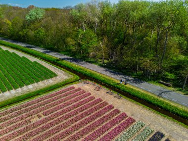 Renkli lale tarlaları, uzun yeşil ağaçların gölgesinde dinlenen bisikletçilerin Hollanda 'da baharın özünü yakaladığı sakin bir kırsal yol boyunca uzanıyor..