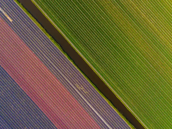 Mükemmel hizalanmış sıraları olan renkli tarımsal alanların havadan görünüşü, yeşil, mor ve kahverengi ekinlerden oluşan çarpıcı bir geometrik desen yaratıyor..