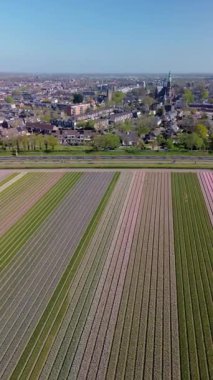Renkli lale tarlalarının havadan görünüşü, temiz mavi gökyüzünün altında tarihi binaları ve yüksek bir kilise kulesi olan bir banliyö kasabasına doğru uzanır..